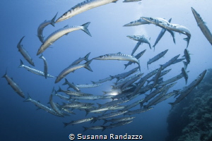 Barracudas in Ustica Island by Susanna Randazzo 